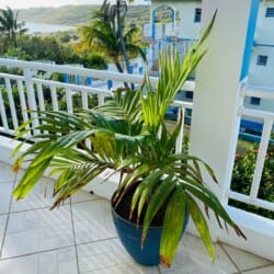 Anguilla Car Rentals